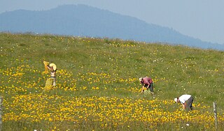 Cueillette de plante entière de Arnica montana au Markstein (Massif des Vosges, en Alsace, en France) en Juillet 200 Auteur : Abalg