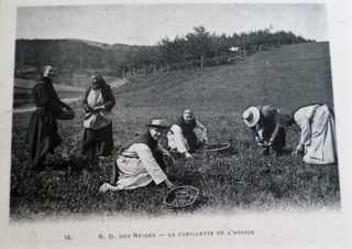 La récolte de l'Arnica par les moines de l'Abbaye Notre Dame des Neiges (Ardèche) Auteur : Ajt 26