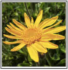 arnica fleur hématomes