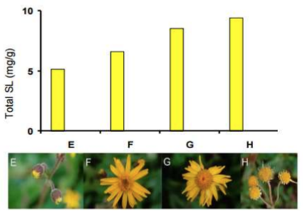 Concentration en lactones sesquiterpéniques en fonction de la maturité de la fleur d'Arnica montana L. (PETIN -Douglas et al., 2004)