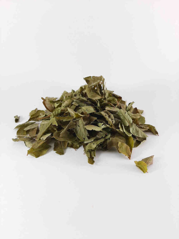 feuilles de myrtillier bio français